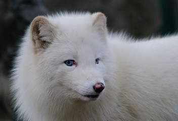 white polar fox closeup photo