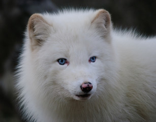 Obraz premium close up portrait of white arctic fox with blue eyes