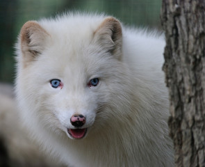 white polar fox with blue eyes hidden behind a tree