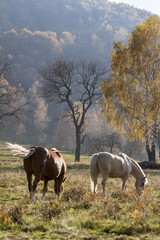 cavalli liberi al pascolo in campagna in autunno