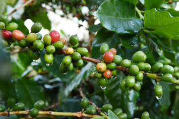 Coffee beans ripening on a tree.