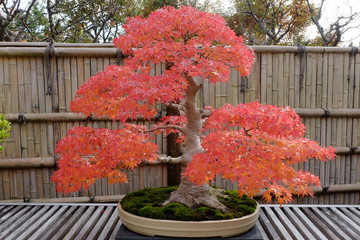 Japanese maple bonsai in autumn