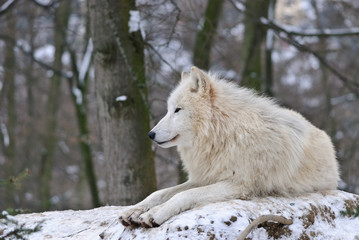 Obraz premium white Wolf lying on the snow in a forest
