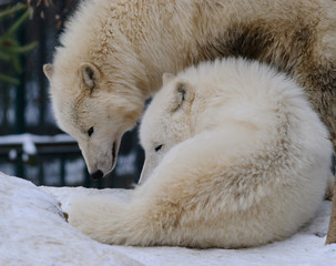 Obraz na płótnie Canvas white arctic wolves couple