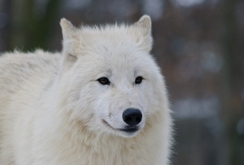 Fototapeta premium winter close up portrait of white wolf