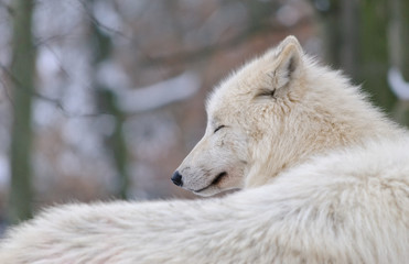 white arctic Wolf sleeping in a winter snowy forest