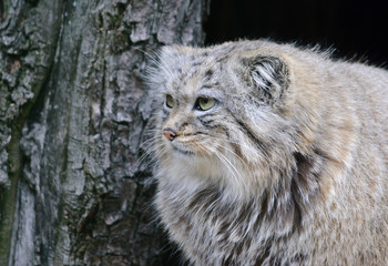 Fototapeta na wymiar wild cat manul close up portrait