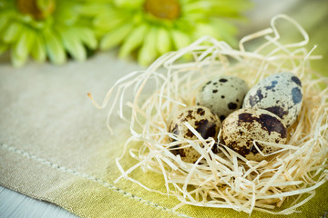Quail eggs in a straw nest on a linen towel with green flowers in the background, Easter decoration, copyspace