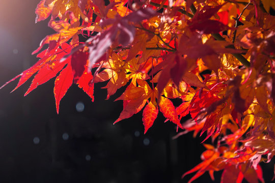 Backlit Red Autumn Maple Leaf with Copy space