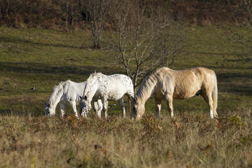 Obraz na płótnie Canvas cavalli liberi al pascolo in campagna in autunno