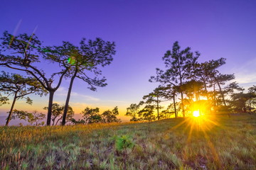 Fototapeta na wymiar sunbeams through pine tree