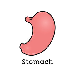 Human stomach, anatomical vector illustration isolated on white background. Healthy human stomach, abdominal organ, anatomical illustration, physiology, healthcare