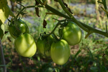 Green tomatoes on tree planting