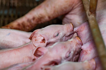 Newborn piglets fed milk from the mother pig, then fell asleep..