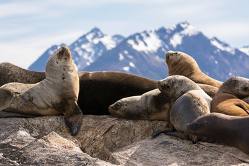Sea lions on isla in  beagle channel near Ushuaia (Argentina)
