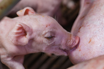 Newborn piglets fed milk from the mother pig, then fell asleep..