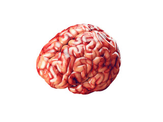 Realistic brain illustration