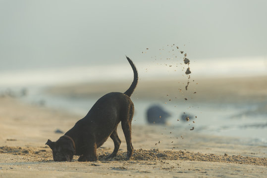 Dog diging sand on the beach