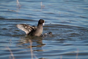 Coots fighting