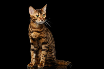 Gold Bengal Cat with rosette Sitting on Isolated black background with reflection
