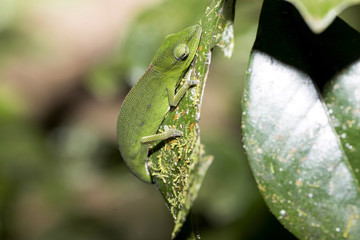 Perinet chameleon, Calumma gastrotaenia in nature, Madagascar