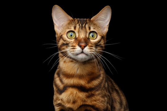 Closeup portrait of Gold Bengal Cat with rosette Looking in Camera Curiously on Isolated black background