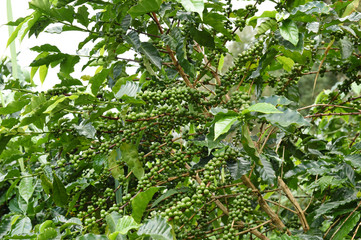 Green coffee beans on stem.