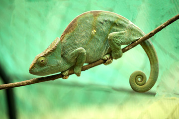Great Parson's chameleon, Calumma parsonii, Madagascar © vladislav333222