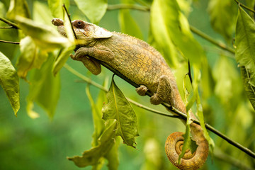 O'Shaughnessy's Chameleon Calumma oshaughnessyi in nature in Madagascar
