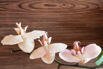 Romantic beige branch of orchid on the wooden brown background