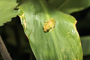 Naklejka premium Blue-back reed frog, Heterixalus madagascariensis nature Madagascar