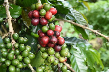 Coffee beans ripening on a tree.