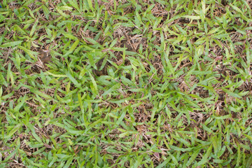 damage to green lawns