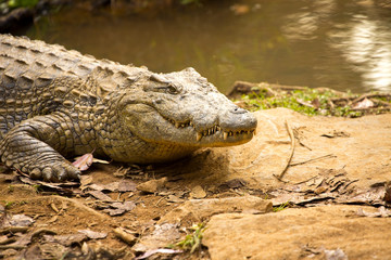 Portrait Madagascar Crocodile, Crocodylus niloticus madagascariensis, Madagascar
