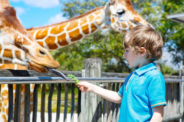 Little kid boy watching and feeding giraffe in zoo