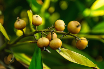 Nutmeg tree