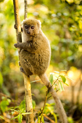 Lesser bamboo lemur, Hapalemur griseus, in nature, Madagascar