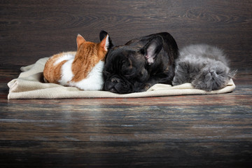 Cute cat and dog sleep huddled together in a blanket on the floor of the old boards