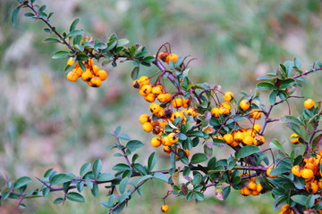 Yellow pyracantha berries on a bush 