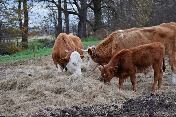 Zwei Kühe und ein Kalb fressen in einem Heuhaufen