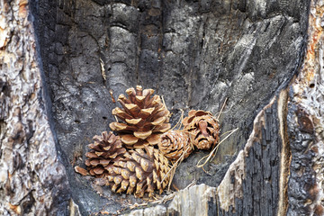 Pine cones in a burnt tree trunk hollow, nature destruction and new life concept background.