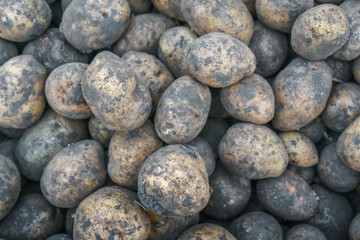 Close up of fresh organic potatoes 