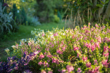 Pink Angeronia,Summer snapdragon