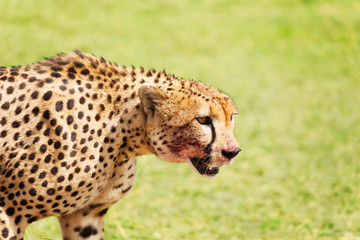 Side view portrait of wild cheetah after feasting