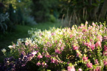 Obraz premium Pink Angeronia,Summer snapdragon