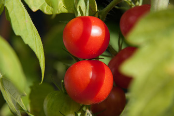 Rote Tomaten