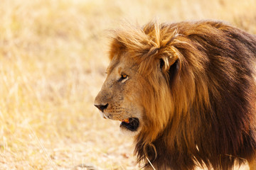 Portrait of lion with bushy mane in nature habitat