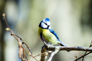 Perfect little blue tit