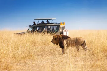 Tableaux ronds sur plexiglas Lion Portrait de beau grand lion au parc safari