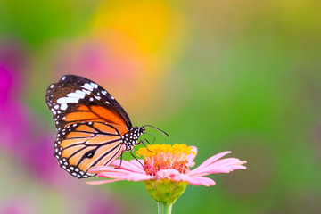 Fototapeta na wymiar Natural Butterflies and Flowers